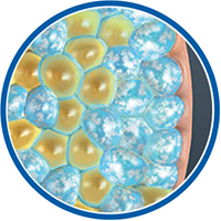 酷塑冷凍減脂治療原理：針對目標脂肪細胞，施以精準控制的低溫。